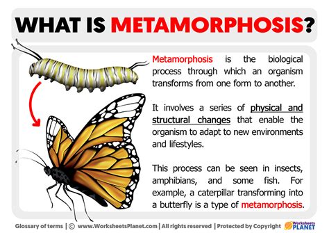 Metamorphosis